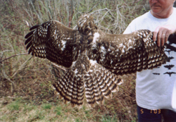 Harlan's Red-tailed Hawk, photo © John Newhouse